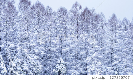 雪化粧した森(恩原湖周辺) 雪化粧した森(恩原湖周辺) 127850707