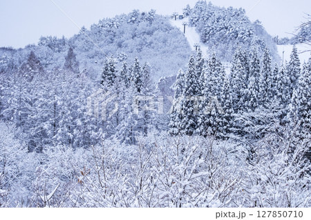 雪化粧した森（恩原湖周辺） 127850710
