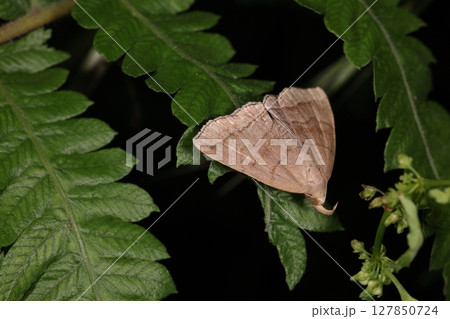 生き物　昆虫　ウスグロアツバ、六月。林縁から小さな流れに続く草むらで 127850724