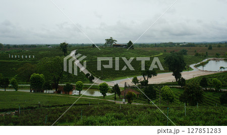 Daytime view of tea plantation hills 127851283