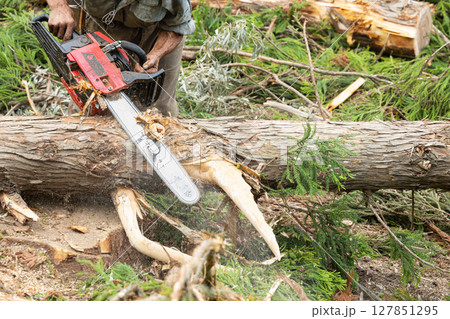 チェーンソーによる裏山の伐採作業 127851295
