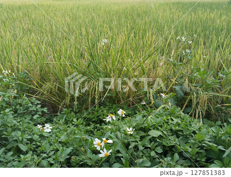 Rice field with tiny white flower 127851383