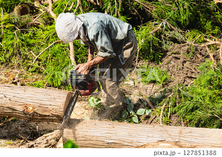 チェーンソーによる裏山の伐採作業 チェーンソーによる裏山の伐採作業 127851388