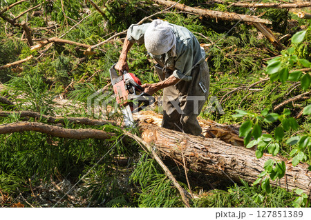 チェーンソーによる裏山の伐採作業 チェーンソーによる裏山の伐採作業 127851389