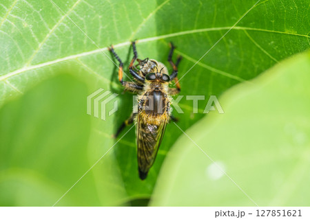 ミツバチを捕まえたシオヤアブ（メス） 127851621