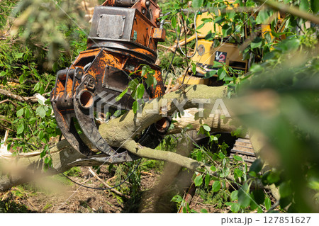 林業機械グリップルアタッチメントによる伐採作業 林業機械グリップルアタッチメントによる伐採作業 127851627