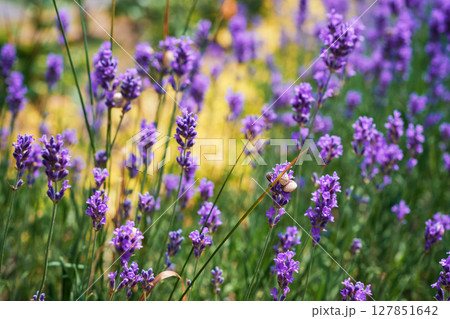 Close-up of blooming lavender bushes, selective focus on gorgeous flowers, copy space and background for cosmetics and perfume advertising 127851642