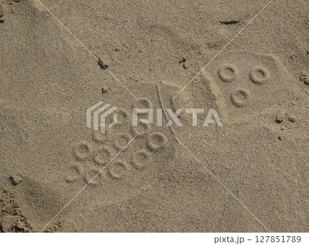 【鳥取】鳥取砂丘　砂の表面についた靴跡（鳥取市） 127851789