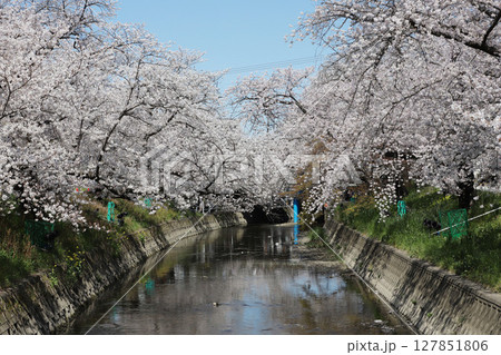 桜　岩倉市　桜まつり　五条川　愛知県 127851806