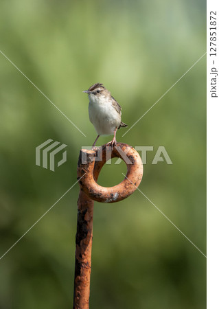 羽を休めるセッカ 宮城県名取市 羽を休めるセッカ 宮城県名取市 127851872