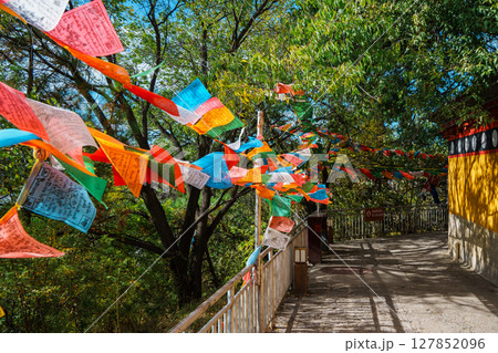 Pathway to the Golden Temple at Guishan Park in Shangri-La 127852096