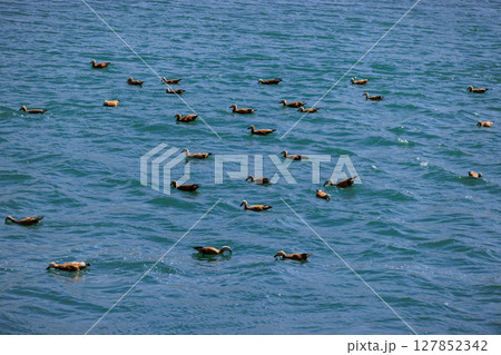 Ruddy Shell Ducks swimming and fishing on the river in Lhasa,Tibet, China 127852342