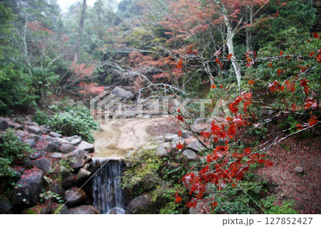 広島 宮島 紅葉谷公園 広島 宮島 紅葉谷公園 127852427