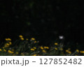 陽射しを浴びる眩しいタンポポと黒背景の白い蝶 127852482