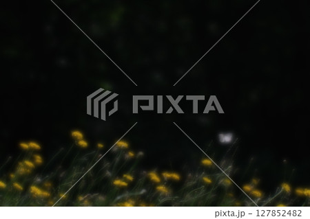 陽射しを浴びる眩しいタンポポと黒背景の白い蝶 127852482