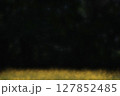 陽射しを浴びる眩しいタンポポと黒背景 127852485