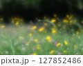 陽射しを浴びる眩しい公園のタンポポとアカツメクサ 127852486