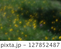 陽射しを浴びる眩しいタンポポのアップ 127852487