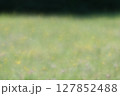 陽射しを浴びる広い公園の草原 127852488