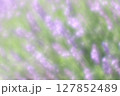 陽射しを浴びる眩しいラベンダーのアップ 127852489