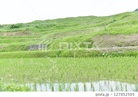 田植の終わった姨捨棚田の景色 127852505