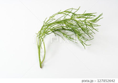 おかひじき　イメージ 127852642