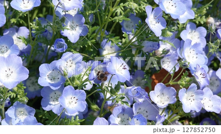 ネモフィラの花 127852750