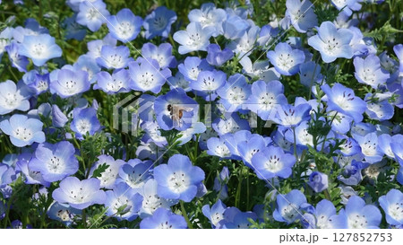 ネモフィラの花 ネモフィラの花 127852753