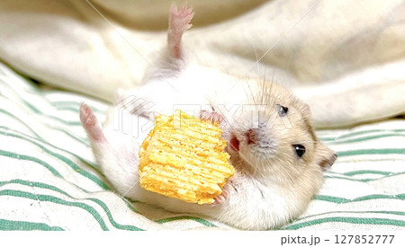 布団に寝食ながらおやつを食べるイエロージャンガリアンハムスターの写真素材3 布団に寝食ながらおやつを食べるイエロージャンガリアンハムスターの写真素材3 127852777