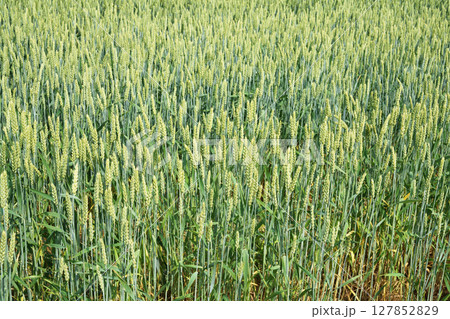 初夏の麦畑　 127852829