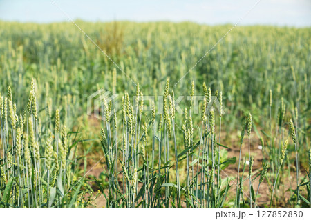 初夏の麦畑 初夏の麦畑 127852830