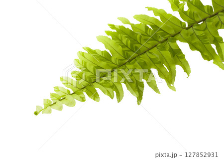 Green fern leaves isolated on a white background 127852931