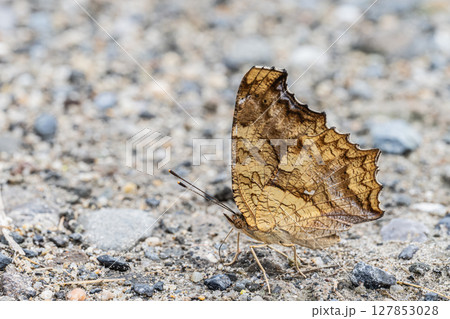 キタテハの吸水行動 127853028