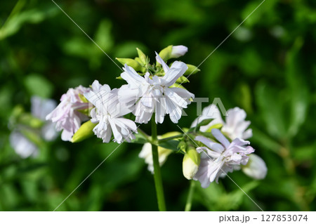 サボンソウ　Soapwort 127853074