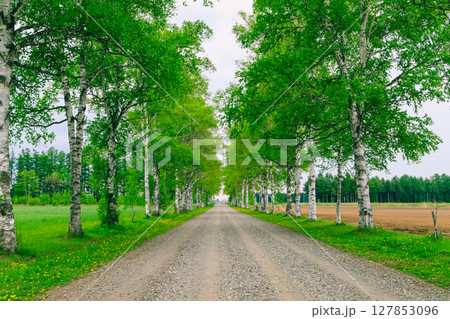 北海道帯広市の白樺並木 北海道帯広市の白樺並木 127853096