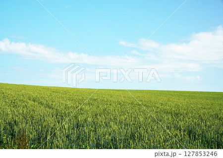 初夏の麦畑 北海道 初夏の麦畑 北海道 127853246