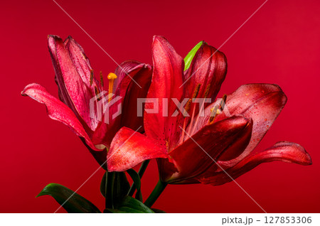 Captivating Red Lilies on a Vibrant Red Background 127853306