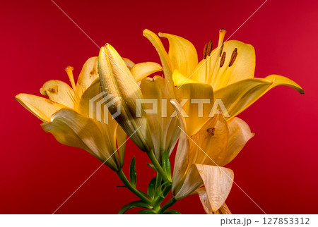 Luminous Yellow Lilies and Buds on a Fiery Red Background Luminous Yellow Lilies and Buds on a Fiery Red Background 127853312