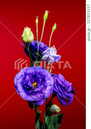 Vibrant Purple Eustoma Flowers and Buds on a Red Background 127853317