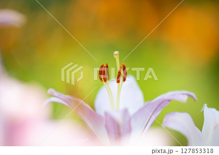 夏のユリ・鮮やかな背景に浮かぶしべの造形美 127853318