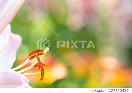 夏のユリ・おしべのアップと色彩豊かな背景 127853427