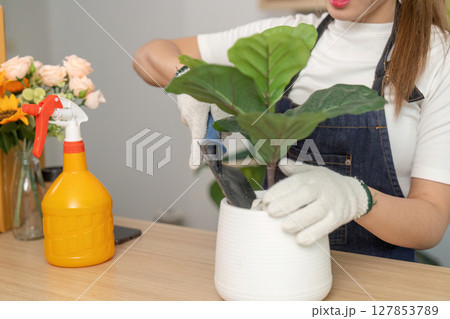 Indoor Gardening and Plant Care. Woman potting a fiddle leaf fig plant with care and precision. 127853789