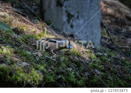 Eurasian Hawfinch (Coccothraustes coccothraustes)  searching for food 127853873