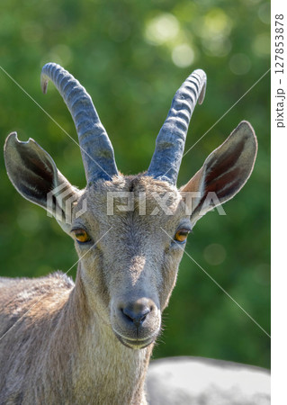 Nubian Ibex in the nature landscape 127853878