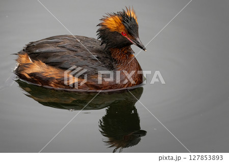 Horned Grebe (Podiceps auritus) on the lake 127853893