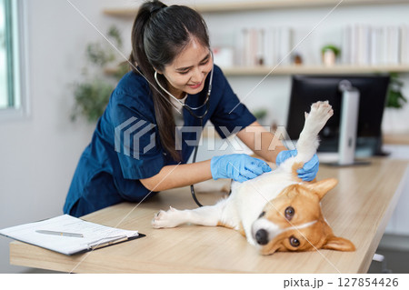 Veterinary Care. Compassionate veterinarian examining a corgi dog during a checkup. Veterinary Care. Compassionate veterinarian examining a corgi dog during a checkup. 127854426