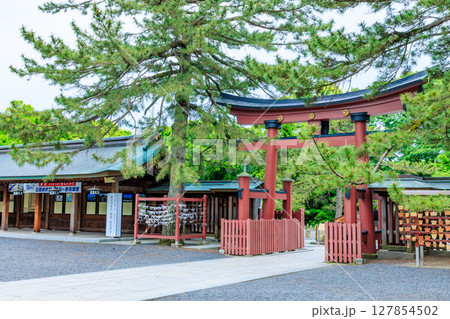 初夏の氣比神宮 福井県敦賀市 初夏の氣比神宮 福井県敦賀市 127854502