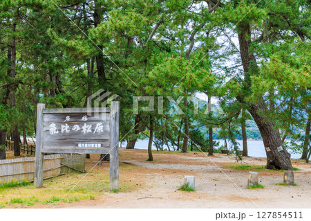 初夏の気比の松原 福井県敦賀市 初夏の気比の松原 福井県敦賀市 127854511