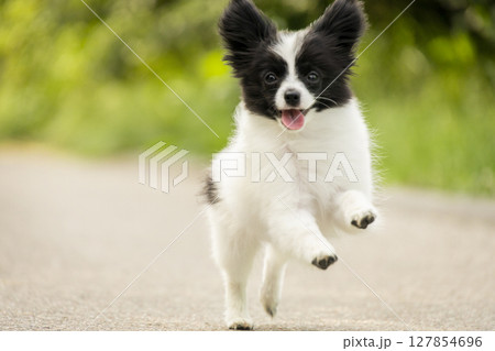 Adorable black and white Papillon puppy sitting in a spring meadow surrounded by bright yellow dandelions. Fluffy fur, expressive eyes, and big ears. Perfect for themes of pets, spring, and nature. Adorable black and white Papillon puppy sitting in a spring meadow surrounded by bright yellow dandelions. Fluffy fur, expressive eyes, and big ears. Perfect for themes of pets, spring, and nature. 127854696