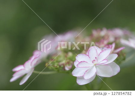 赤い縁取りをした白い花が際立つアジサイの花 127854782